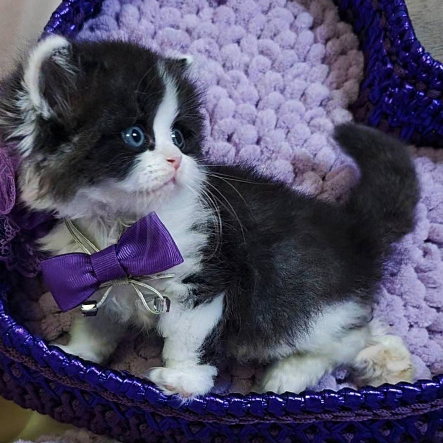 Velvet Scottish Straight male, black bicolour tabby