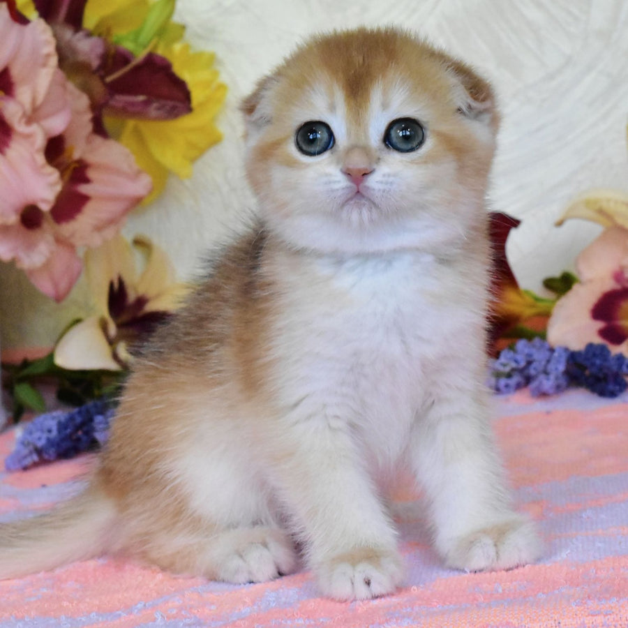 Eva Scottish Fold female, black golden chinchilla