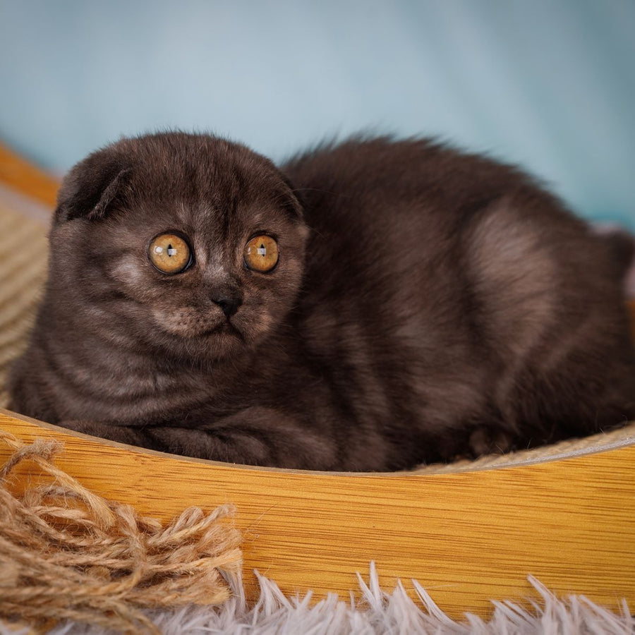 Yesenia Scottish Fold female, black silver