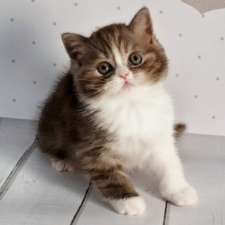 Blossom Scottish Straight male, chocolate tabby bicolour