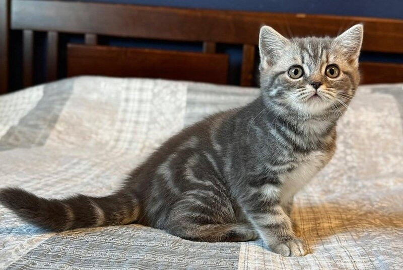 Julija Scottish Straight female, blue silver tabby