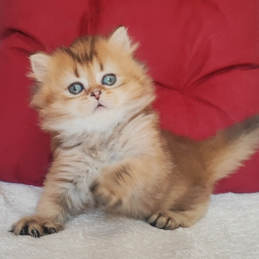 Yudjin Scottish Straight male, black golden ticked tabby