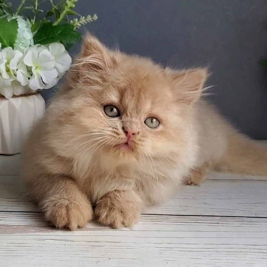 Felix British Longhair male, fawn