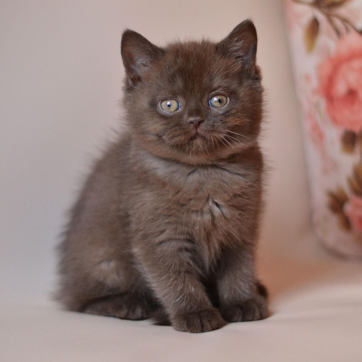 Milan British Shorthair male, chocolate