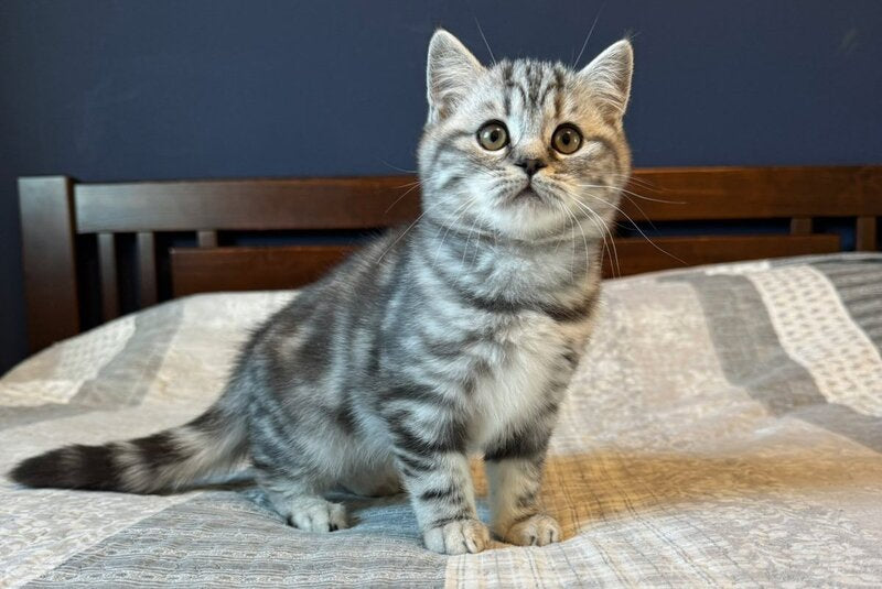 Jessica Scottish Straight female, black silver tabby