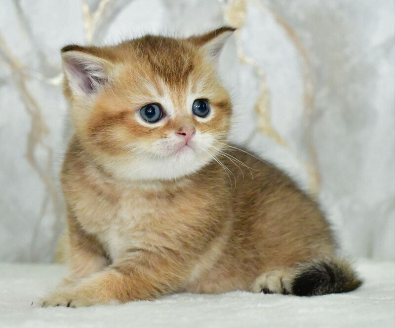 Irakli Scottish Straight male black golden ticked tabby live animals