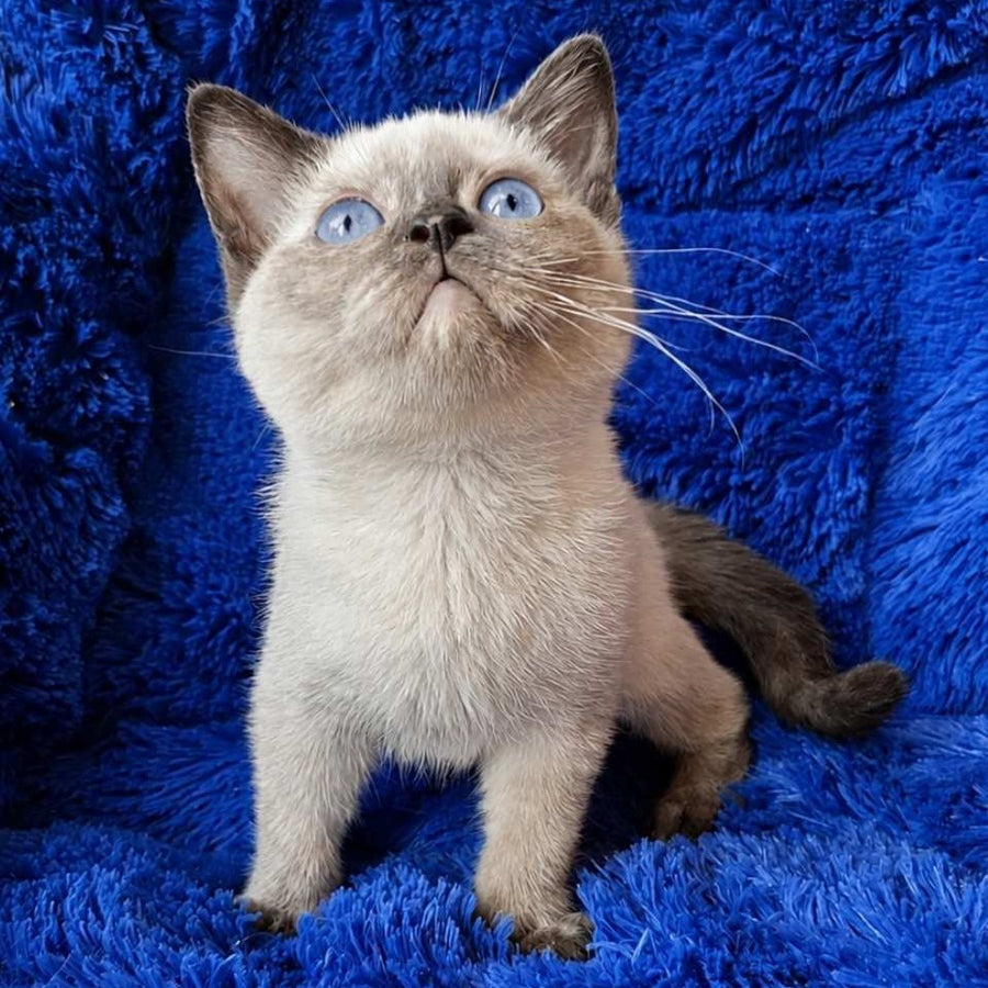 Laura British Shorthair female, black tortie pointed