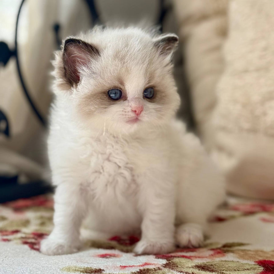 Miller Ragdoll male, black bicolour