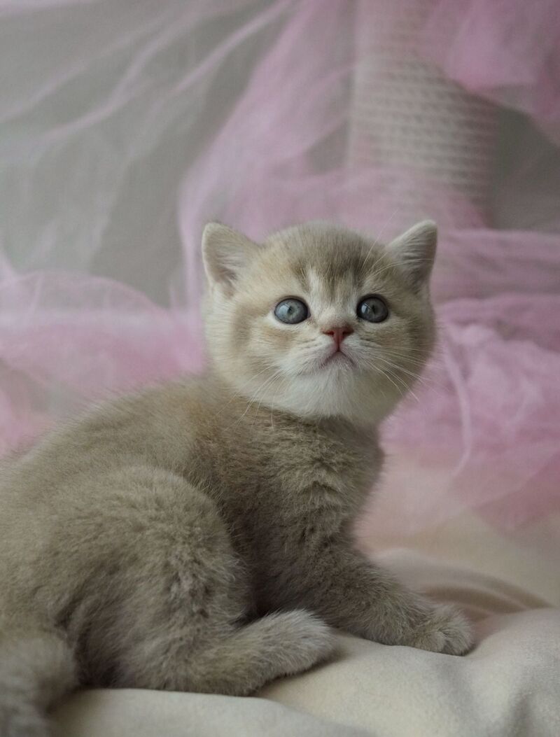Rivka British Shorthair female, lilac ticked tabby
