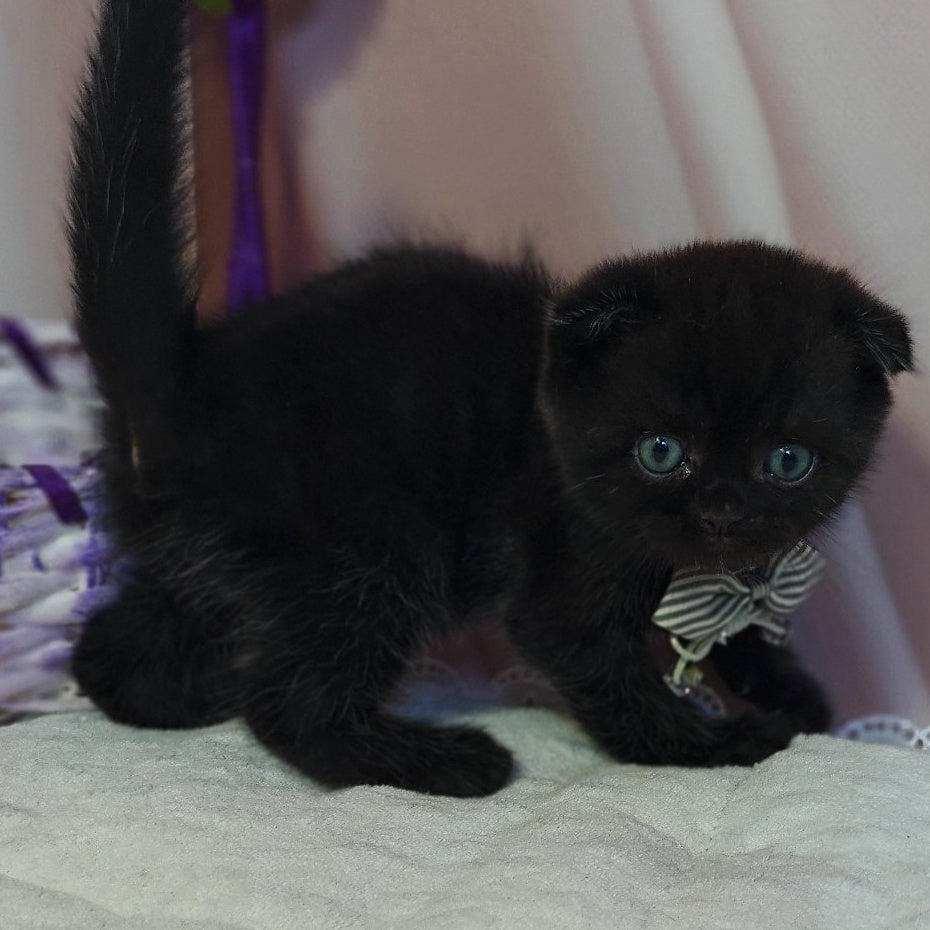 Xavier Scottish Fold male, black