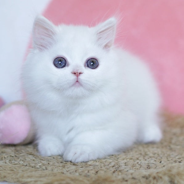 Qimby Scottish Straight male, white