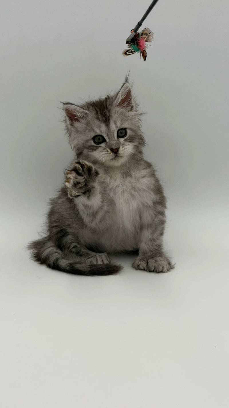 Marta Maine Coon polydactyl female, black silver spotted tabby