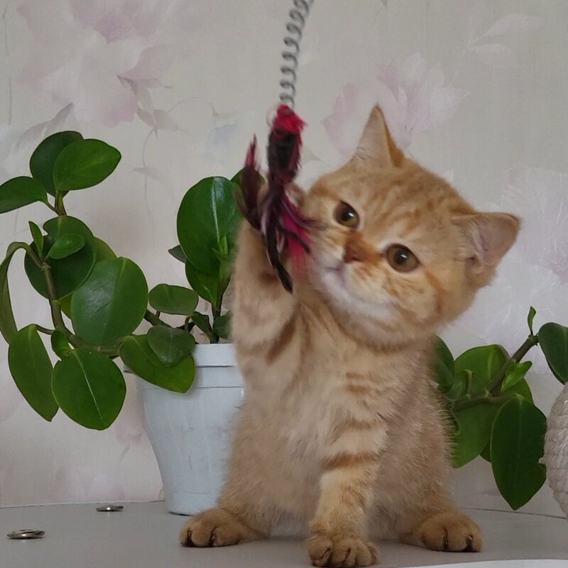 Alina British Shorthair female cinnamon - live animals