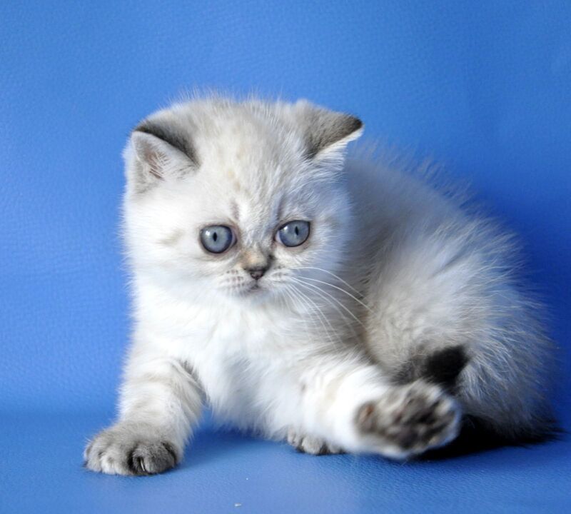 Chile Exotic female, seal tortie pointed