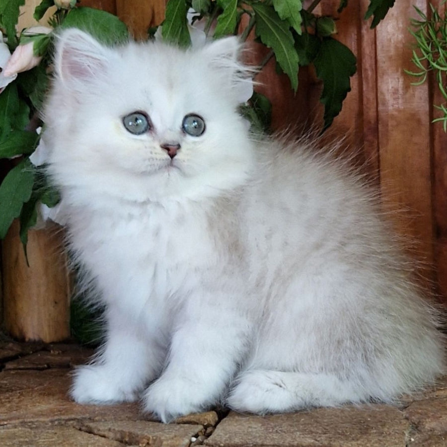 Periel British Longhair female, black silver shaded