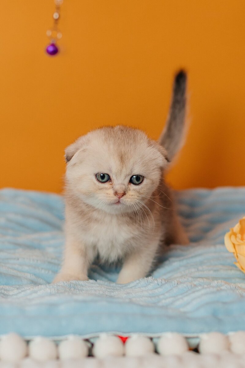 Vivian Scottish Fold female, black silver ticked tabby