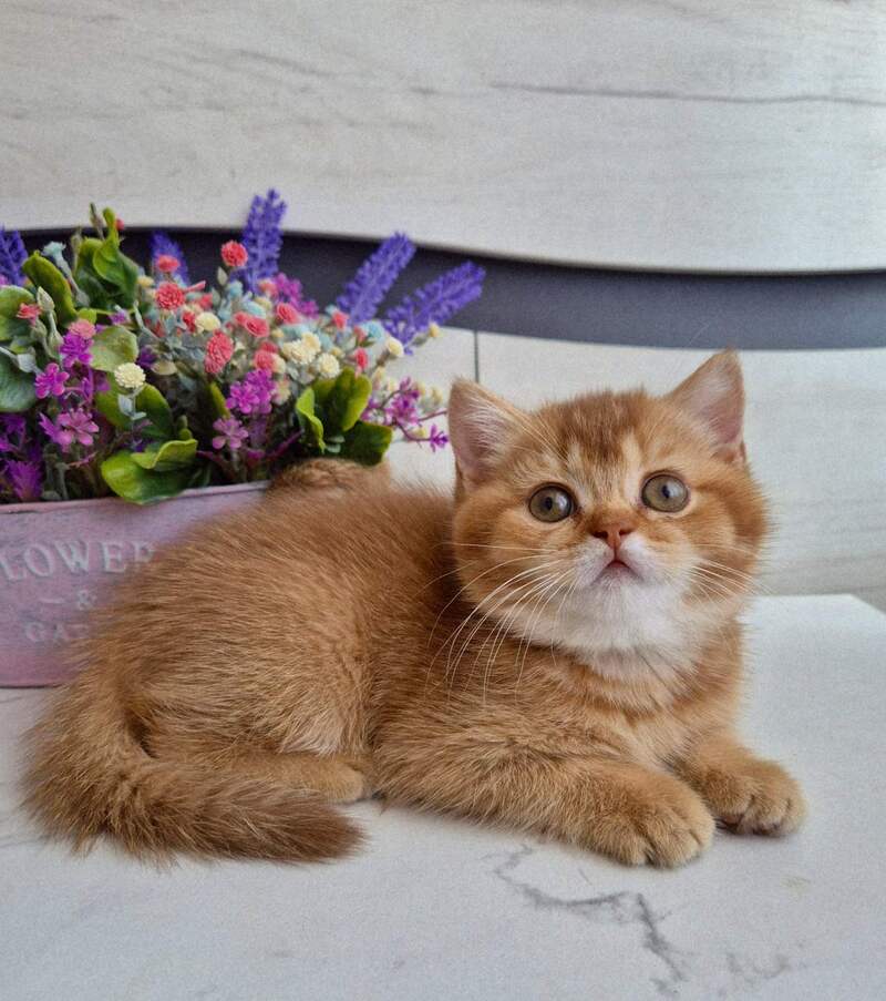 Marta British Shorthair female chocolate golden shaded - live animals