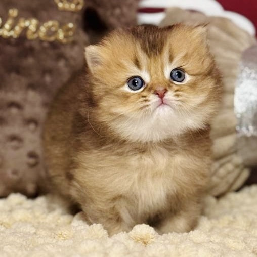 Happy Scottish Straight male, chocolate ticked tabby