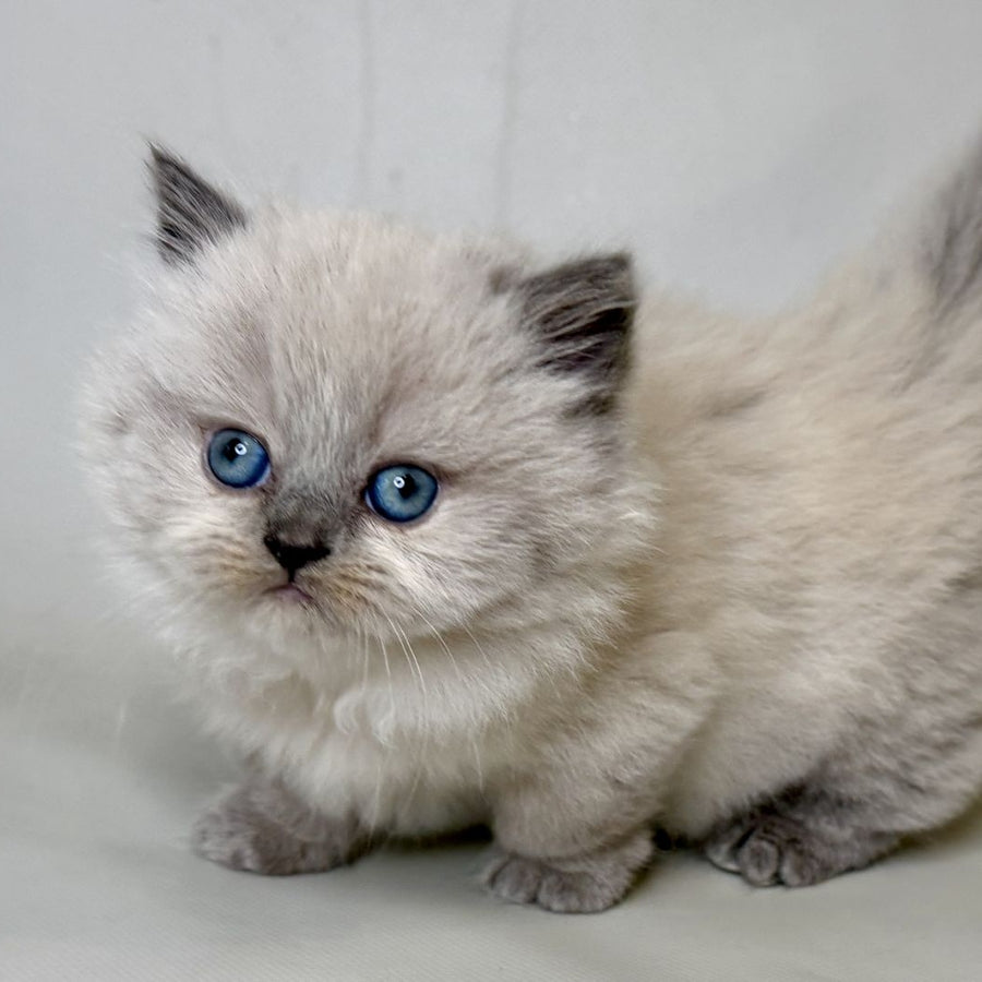 Savage Munchkin female, lilac shaded pointed