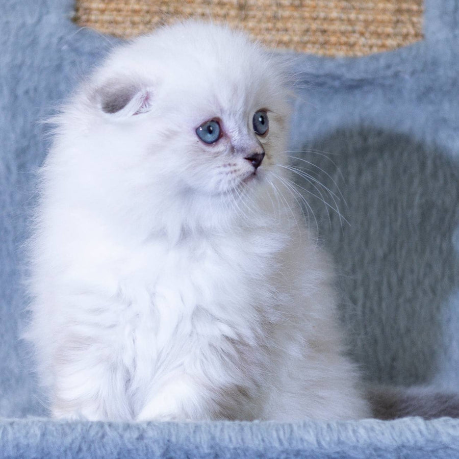 Dominik Scottish Fold male, black tabby pointed