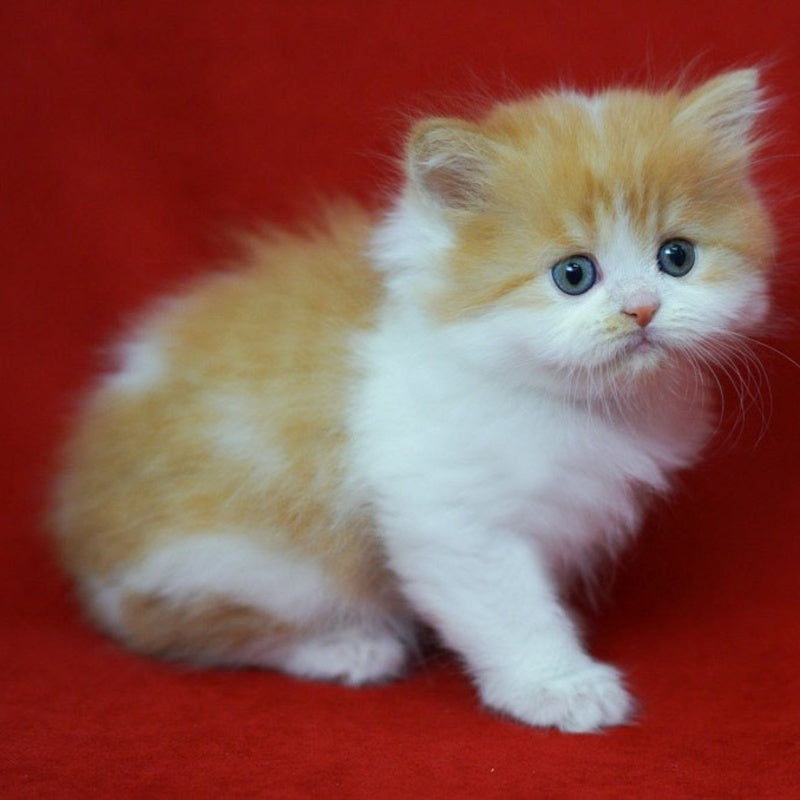 Top Top Scottish Straight male, red spotted tabby bicolour