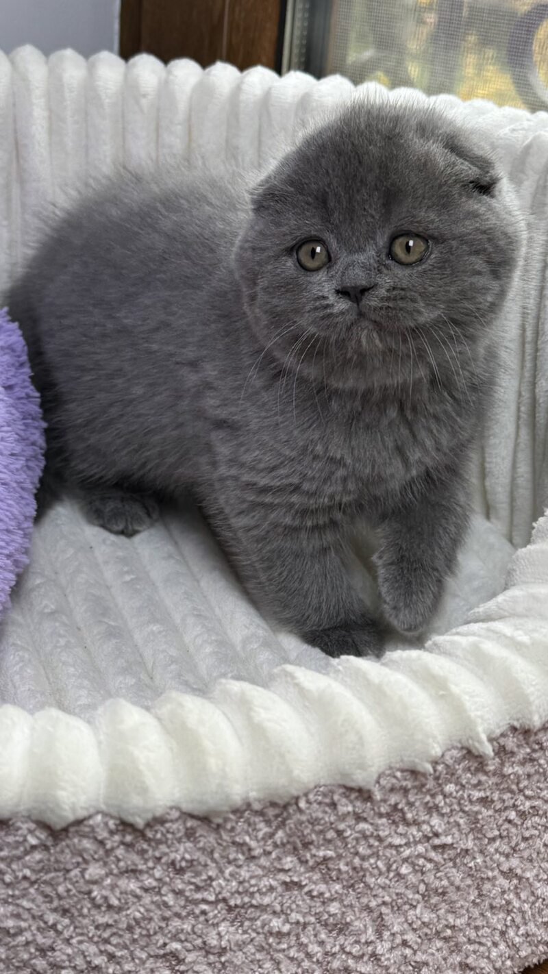 Bonnie Scottish Fold female, blue