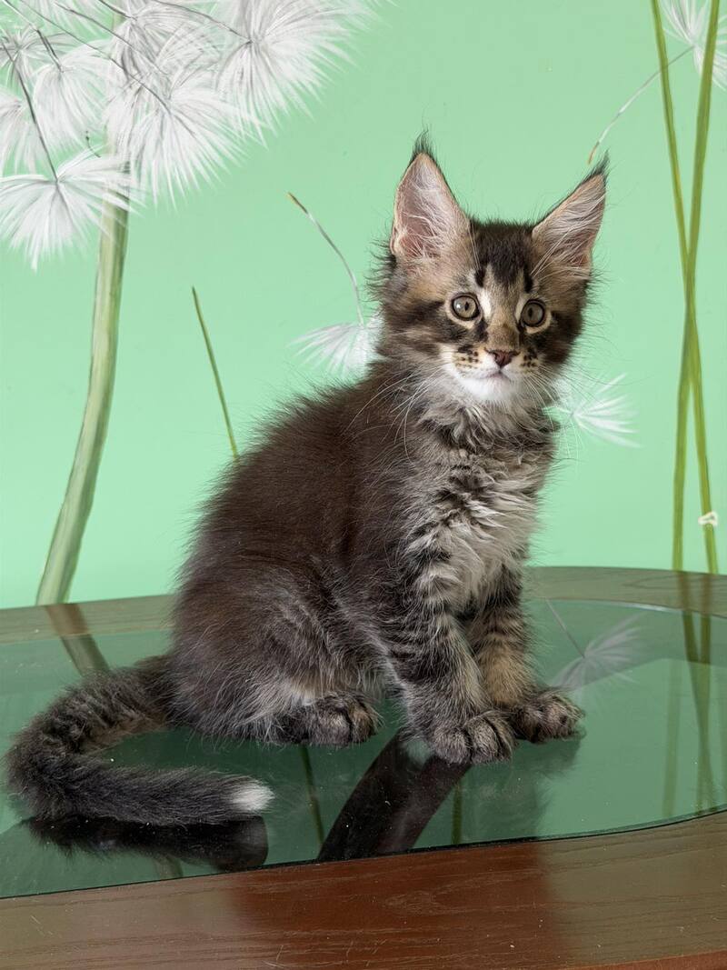 Tom Maine Coon male, black ticked tabby