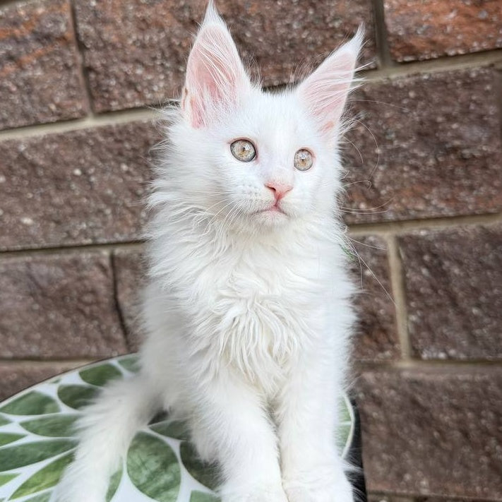 Xena Maine Coon female, white