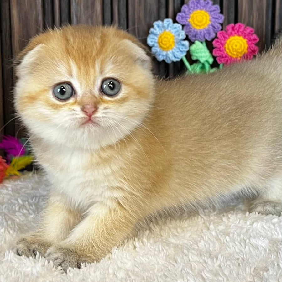 Mirabel Scottish Fold female, black golden chinchilla