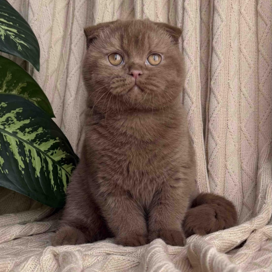 Oscar Scottish Fold male, cinnamon