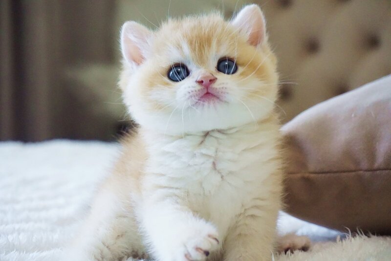Den British Shorthair male, black golden chinchilla