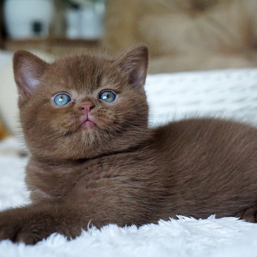 Miki British Shorthair male, cinnamon