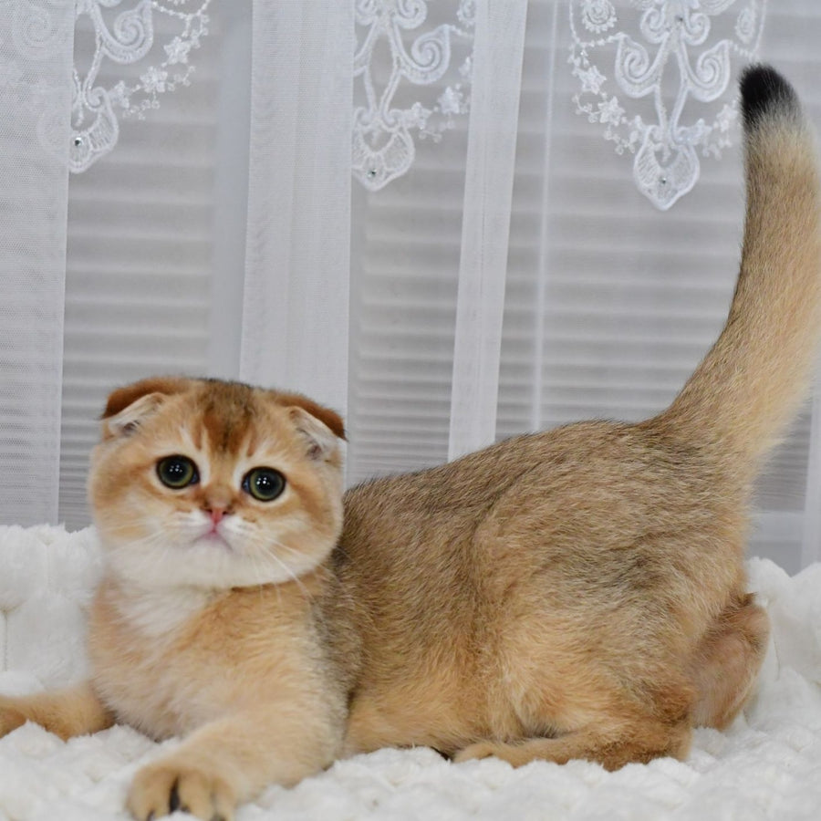 Mark Scottish Fold male, black golden shaded
