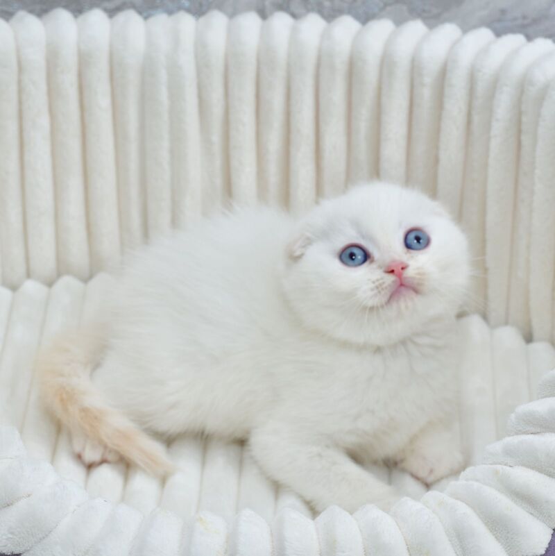 Jeff Scottish Fold male cream tabby pointed - live animals