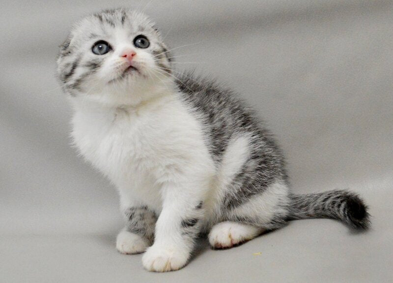 Vatson Scottish Fold male black silver spotted tabby bicolour - live animals
