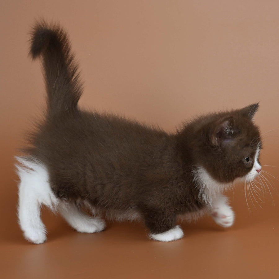 Ivanka Munchkin female, chocolate bicolour