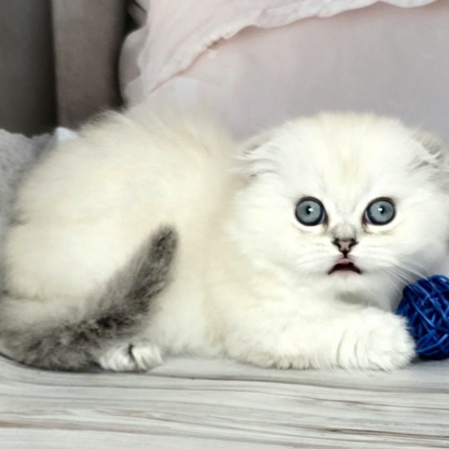 Sapphire Munchkin female, black silver shaded pointed