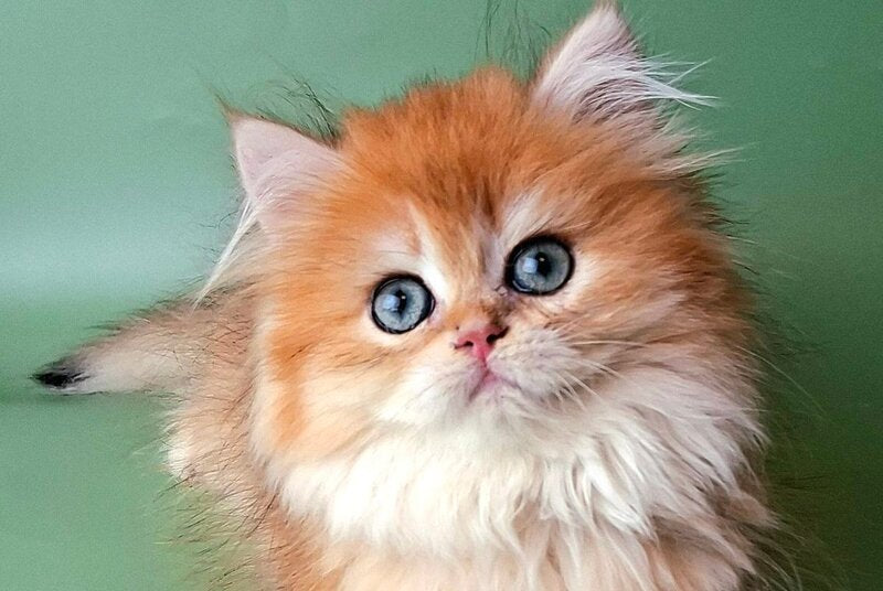 Burzhuy British Longhair male, black golden chinchilla
