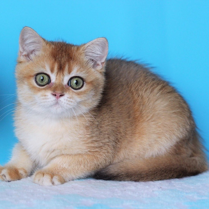 Rio British Shorthair male, black golden shaded