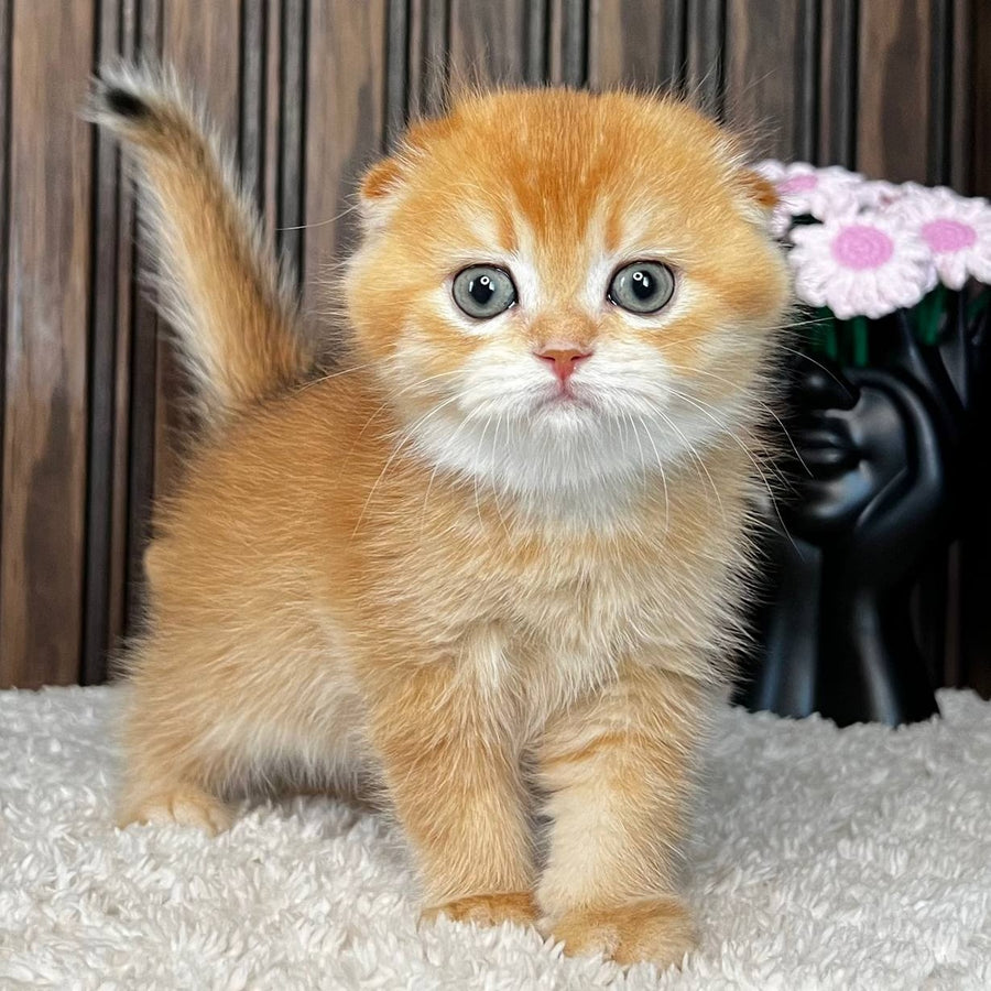 Nala Scottish Fold female, black golden chinchilla