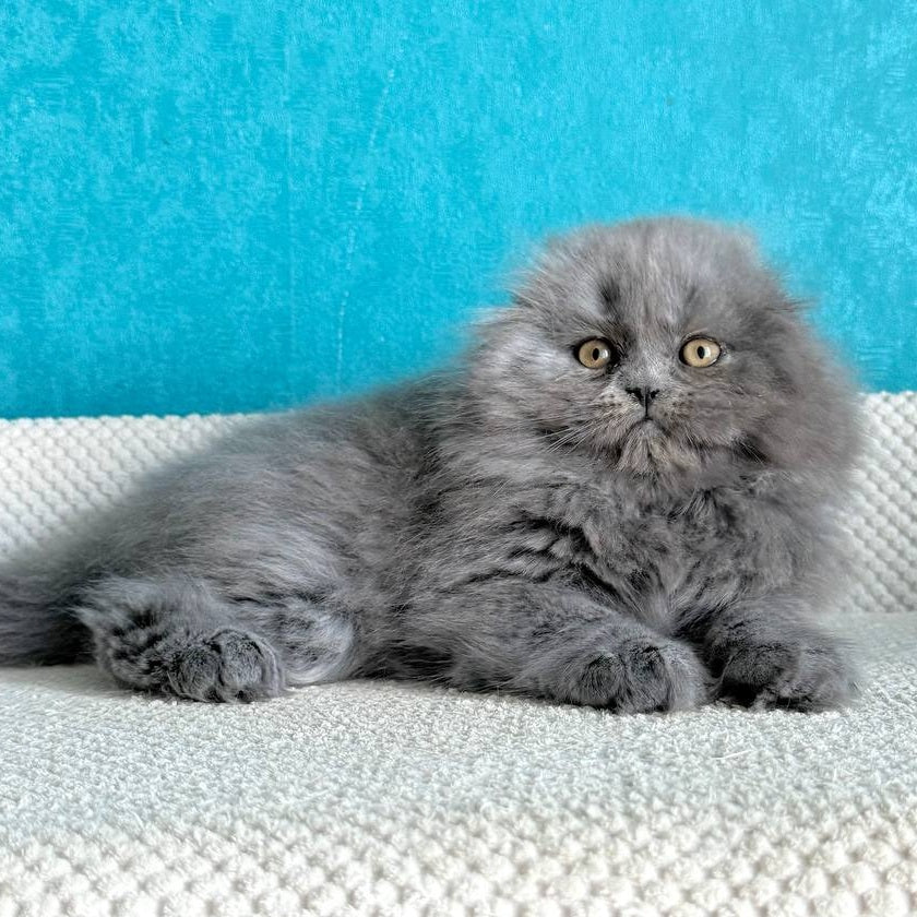 Kasper Scottish Fold male, blue