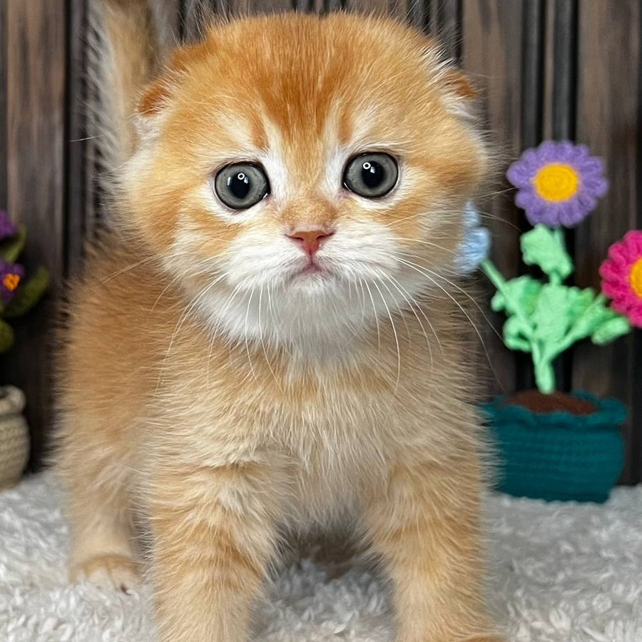 Nala Scottish Fold female, black golden chinchilla
