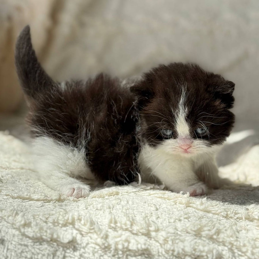 Morgan Munchkin male, black bicolour