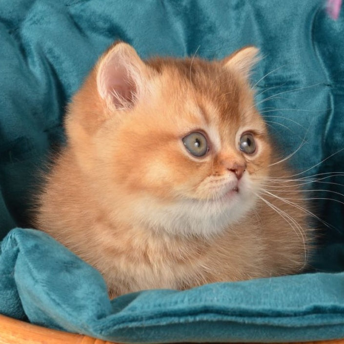 Quentin Munchkin male, chocolate ticked tabby