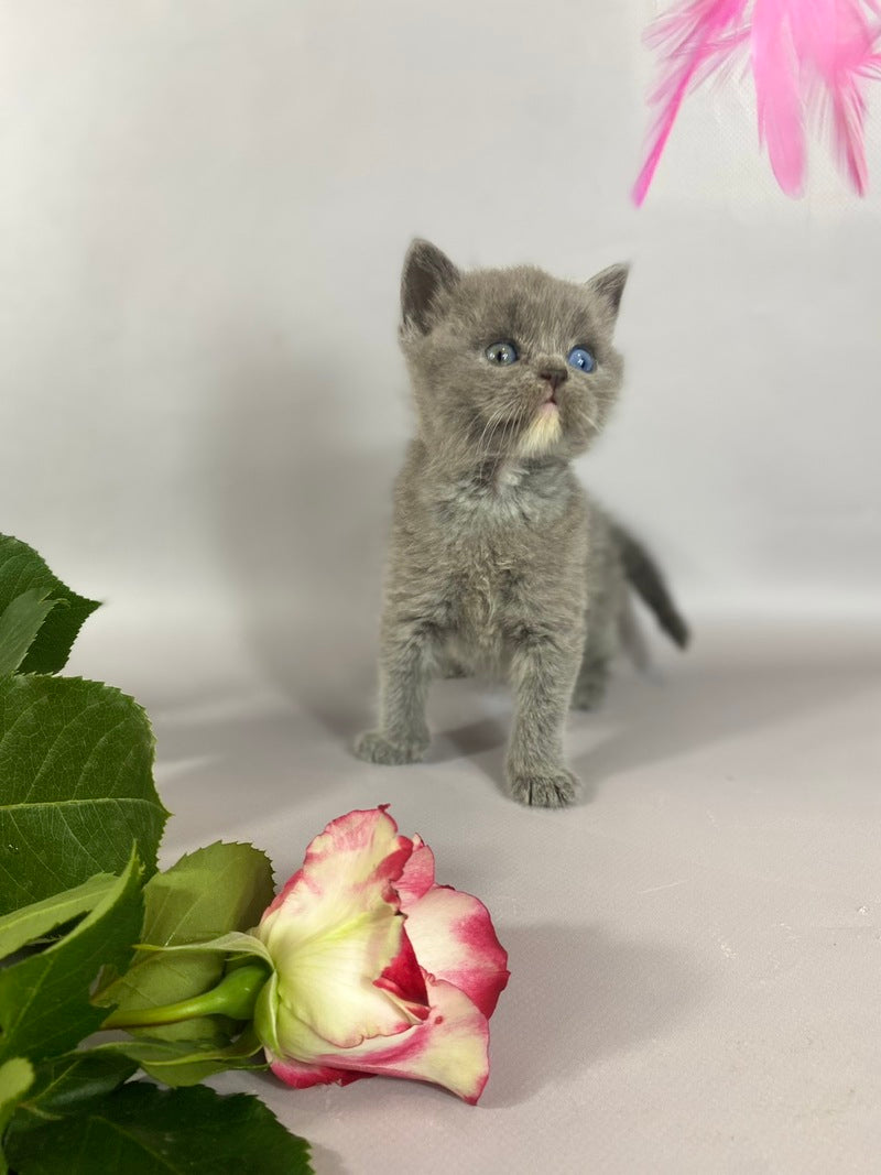 Adel British Shorthair female blue with white - live animals