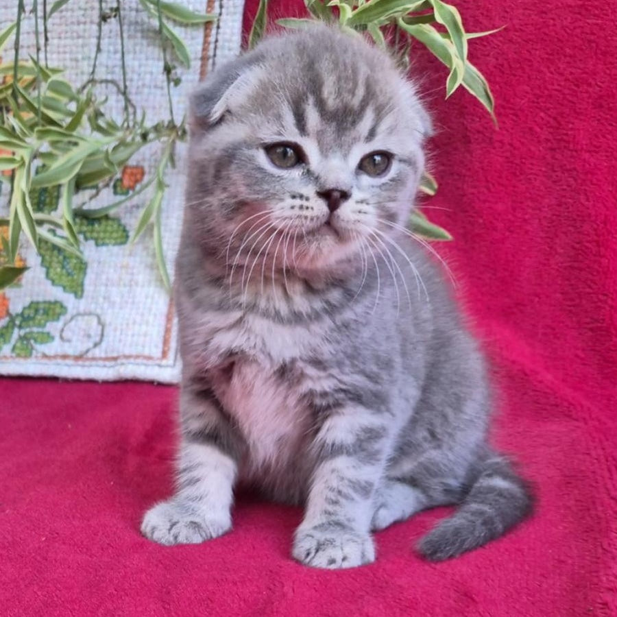 Molly Scottish Fold female, blue tabby