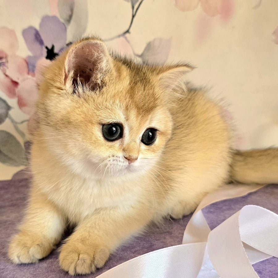 Antonina British Shorthair female, black golden shaded