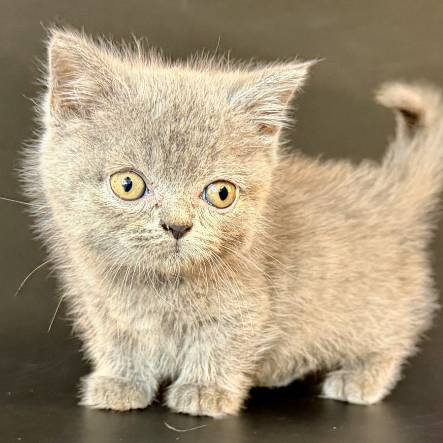 Alfie Munchkin male, blue