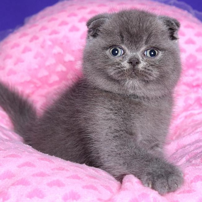 Kolt Scottish Fold male, blue