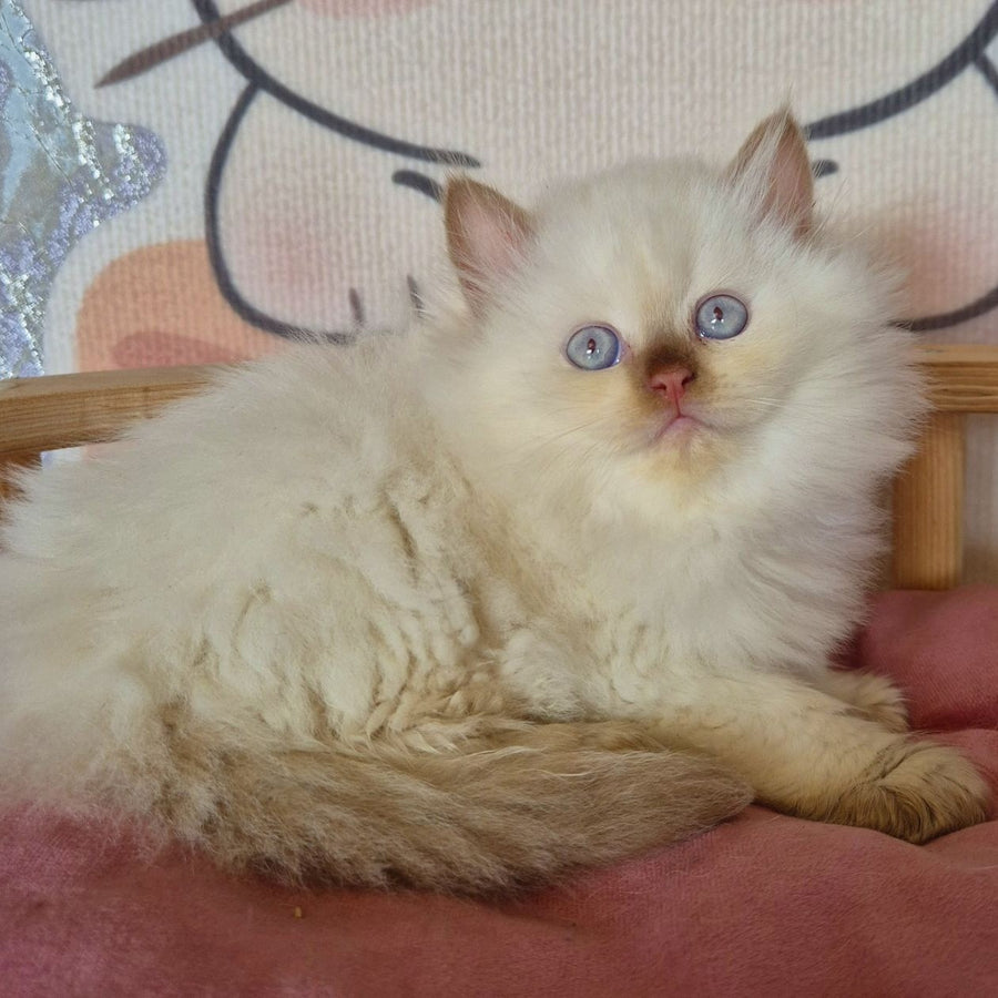 Damir British Longhair male, chocolate golden shaded pointed